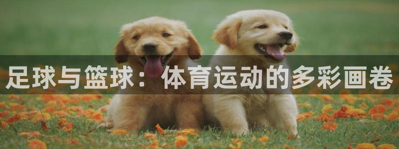yy易游官方集团官网：足球与篮球：体育运动的多彩画卷